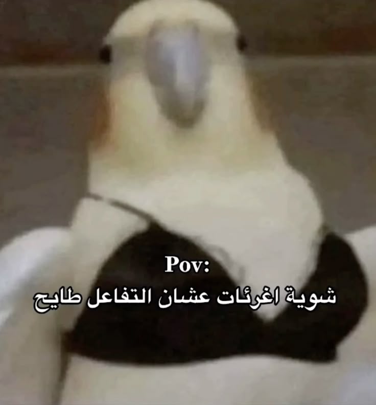 Seeking attention online